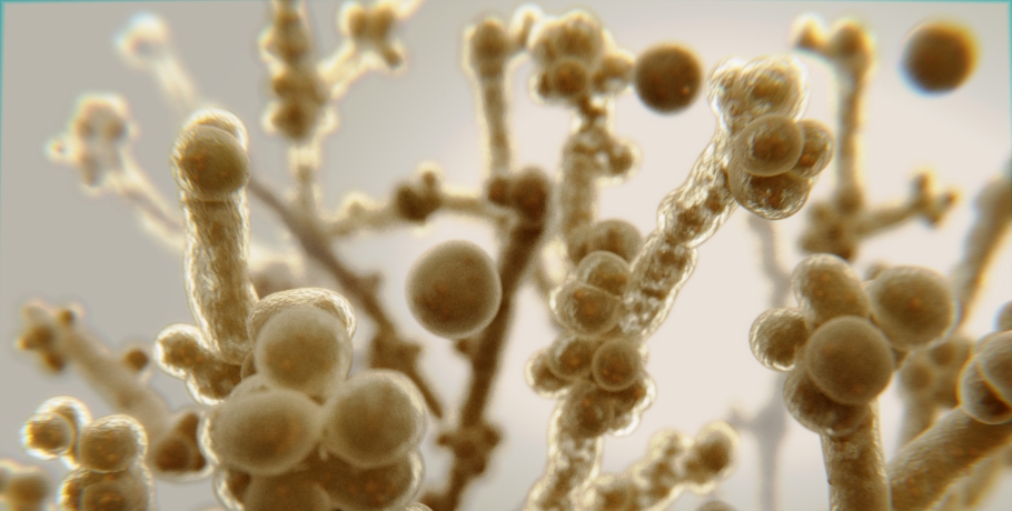 Quais espécies de Candida e outros fungos existem?