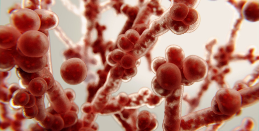 Principais formas da Candida: forma de levedura, forma hifal e fase de biofilme Principais formas da Candida: forma de levedura, forma hifal e fase de biofilme
